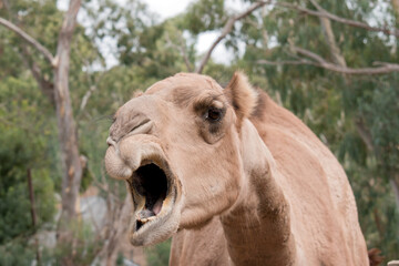 Camels are mammals with brown eyes, long lashes,  a big-lipped snout and a humped back.
