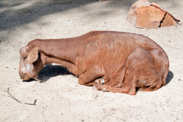Fototapeta premium the young goat is resting in his pen