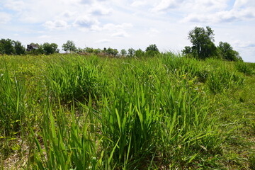 large blades of grass in a field