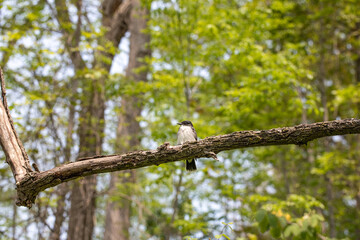 bird on a branch