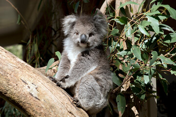 the koala is climbing up a eucalyptus tree