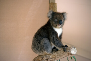 the koala is sitting in the fork of a tree