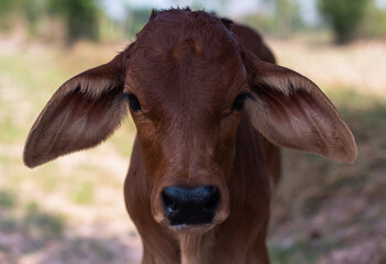 Red calf looking at camera