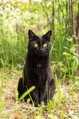 Naklejka na ściany i meble Beautiful black cat portrait with yellow eyes and attentive look in spring summer garden in green grass in sunlight in nature