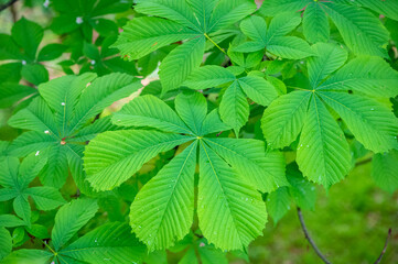 Beautiful historic shopping center in Milan