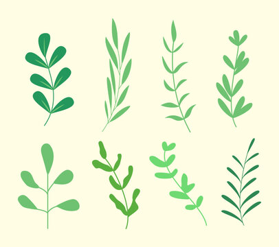 vector nature spring flat leaf collection. Set of different tropical and other isolated green leaves.