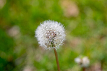 dandelion fluffy blowing 