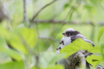 シマエナガのひな