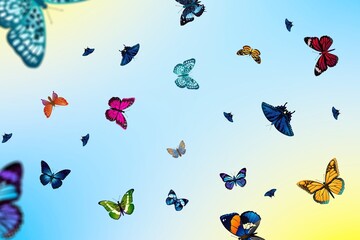 Color wild butterfly fly on background