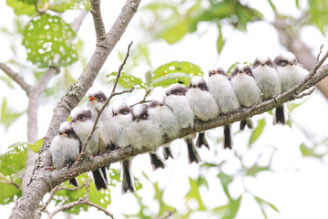 一列に並んだシマエナガのひなシマエナガだんご