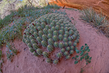 Cactus Cluster at Natural Bridges National Monument UT