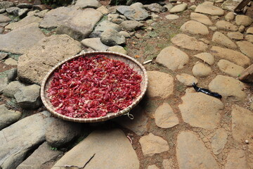 Nutmeg (Myristica fragrans) which is being dried by rural communities for use as herbal medicine