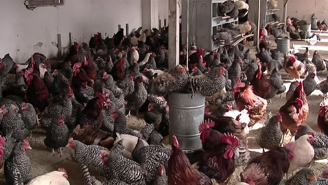Poultry Farming, Chicken Farm in Tandil, Buenos Aires Province, Argentina. 