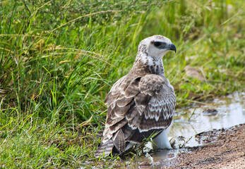 Juvenile Martial Eagle walking and looking for scraps at Serengeti National Park, Tanzania