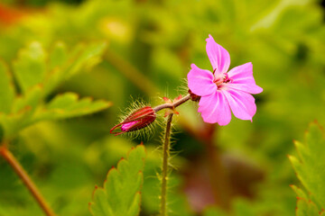 Robert Geranium Blossom 01