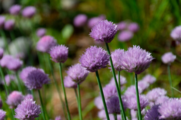 A close up image of the bright purple flowers on garlic chive plants. - Powered by Adobe