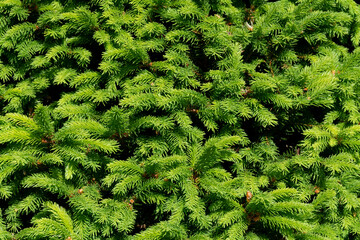 An abstract image of thick green pine needle texture of a lush spruce tree.