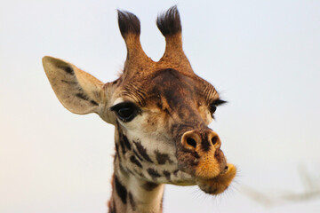 Obraz premium Giraffe face close up at Serengeti National Park, Tanzania