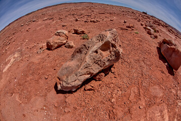 Dinosaur Skull Fossil in Moenave Arizona