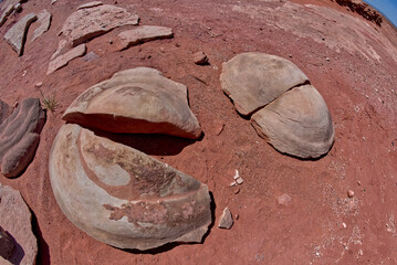 Dinosaur Coprolite Fossil in Moenave Arizona