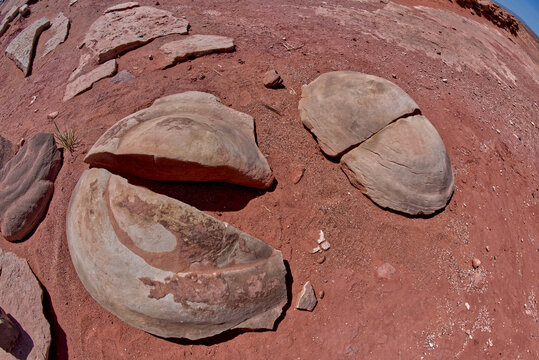 Dinosaur Coprolite Fossil in Moenave Arizona