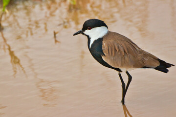 Spur winged Lapwing or Plover at Serengeti National Park, Tanzania