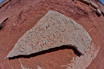 Plant Fossil in Moenave Arizona