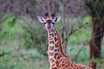 A lone juveline Giraffe in the evening light at Serengeti National Park, Tanzania