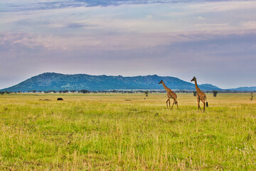 Fototapeta na wymiar Giraffe pair close up at Serengeti National Park, Tanzania