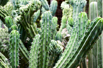 Close up photo of green thorny cacti