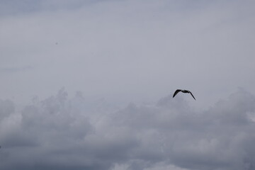 Fototapeta na wymiar seagull flying wings out
