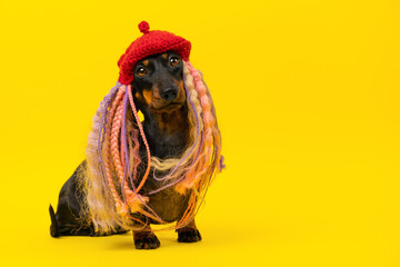  Dog in a wig of dreadlocks in a red beret sits on a yellow background looks innocently. Image of a...