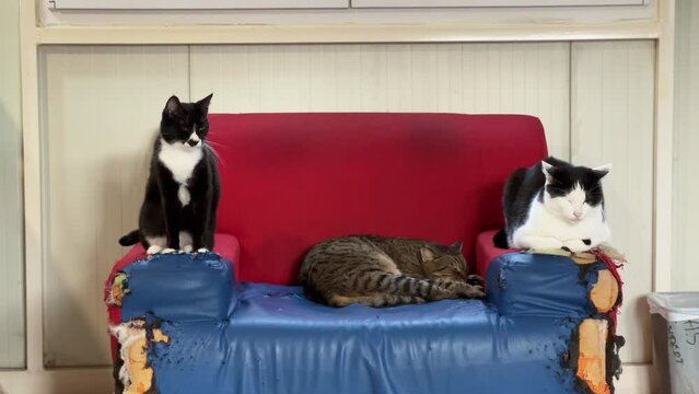 Three well-fed freestyle cats lie dozing on old shabby sofa aristocroatic gloss. Restoration of furniture, damaged antique couch. How to wean pets from chewing furniture in apartment, traces of pogrom