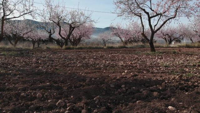 Dollie over almond blossom field on a foggy day