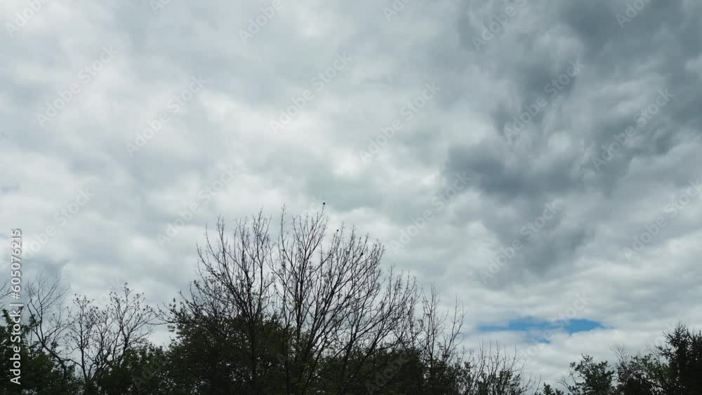 Poster low angle moving into a high angle of a group of birds in a tree