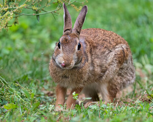 Cottontail Rabbit