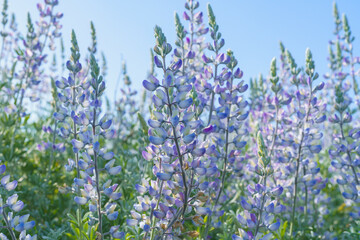 Silver Lupine (Lupinus argenteus) in bloom, silvery-green leaves line the stems, and violet, pea-like flowers