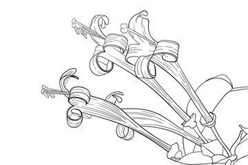 Hand drawn blooming honeysuckle flowers. Realistic illustration.