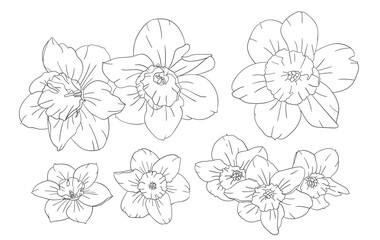 Hand drawn daffodil flower in different angles.
