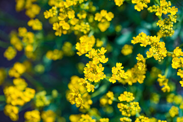 Beautiful set of flowers in Botanical Garden of Cheyenne, Wyoming