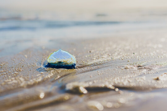 Blue sail jellyfish, or by-the-wind-sailor, or Velella Velella, close-up on the beach. A tiny sail allows the organism to travel