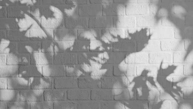 Gray brick wall texture with soft shadow overlay of leaves background video