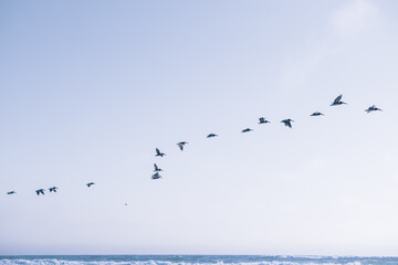 Flock of pelicans flying over the sea, and clear blue sky in the background