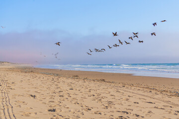 Tranquil scene. Light airy seascape and flock of flying birds. Wide sandy beach, sea waves, and cloudy sky