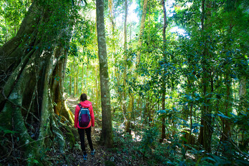back view of hiker girl walking through dense rainforest with large trees, ferns and lush vegetation; hiking in lamington national park near gold coast and brisbane, queensland, australia