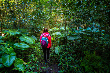 Naklejka na ściany i meble back view of hiker girl walking through dense rainforest with large trees, ferns and lush vegetation; hiking in lamington national park near gold coast and brisbane, queensland, australia