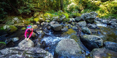 Hiker girl hops over rocks to cross Canungra creek,  Canungra Creek Circuit trail, Lamington...