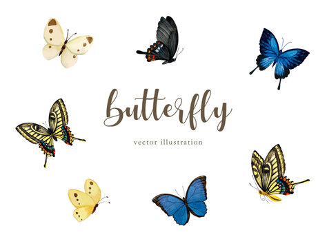 モンキチョウ」の写真素材 | 1,021件の無料イラスト画像 | Adobe Stock