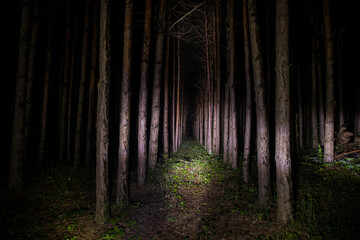 Beautiful night landscape shot in scary forest. Magical lights sparkling in mysterious pine forest at night.