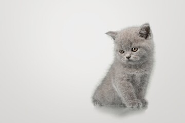 Fototapeta premium Very cute small kitten in home